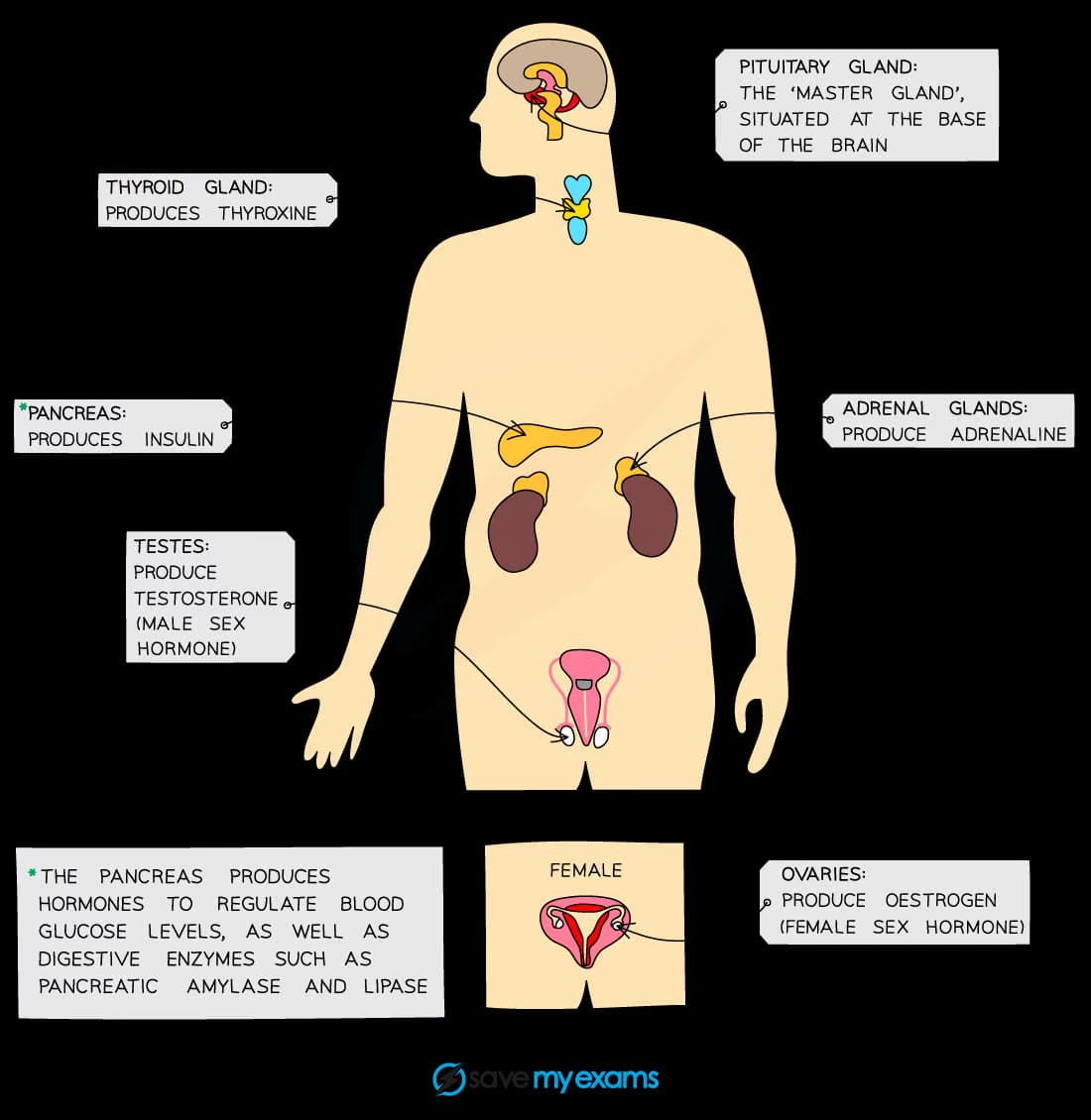 Diagram of the human endocrine system highlighting glands: pituitary, thyroid, adrenal, pancreas, testes, and ovaries, with their hormone productions labeled.