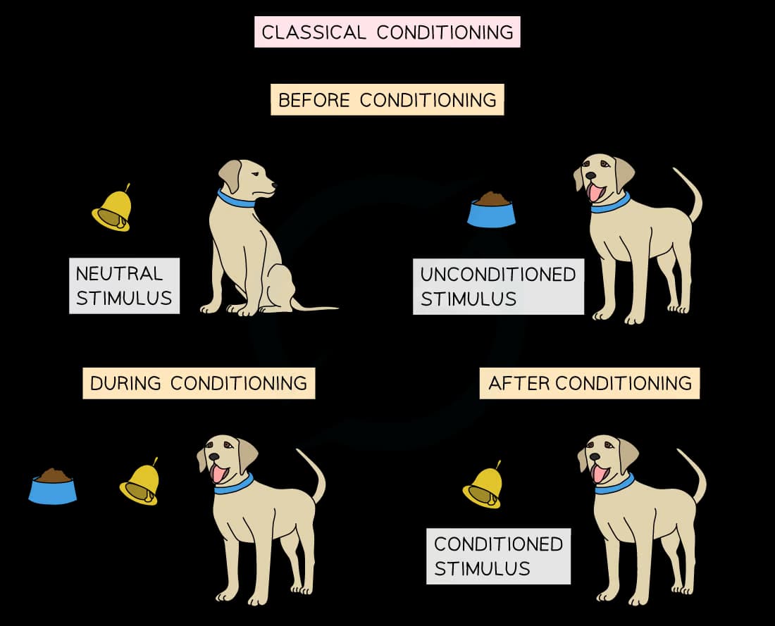 An illustration of classical conditioning showing a dog with a bell (neutral stimulus) before conditioning, a dog with food (unconditioned stimulus), and during conditioning, then a dog reacting to the bell (conditioned stimulus).