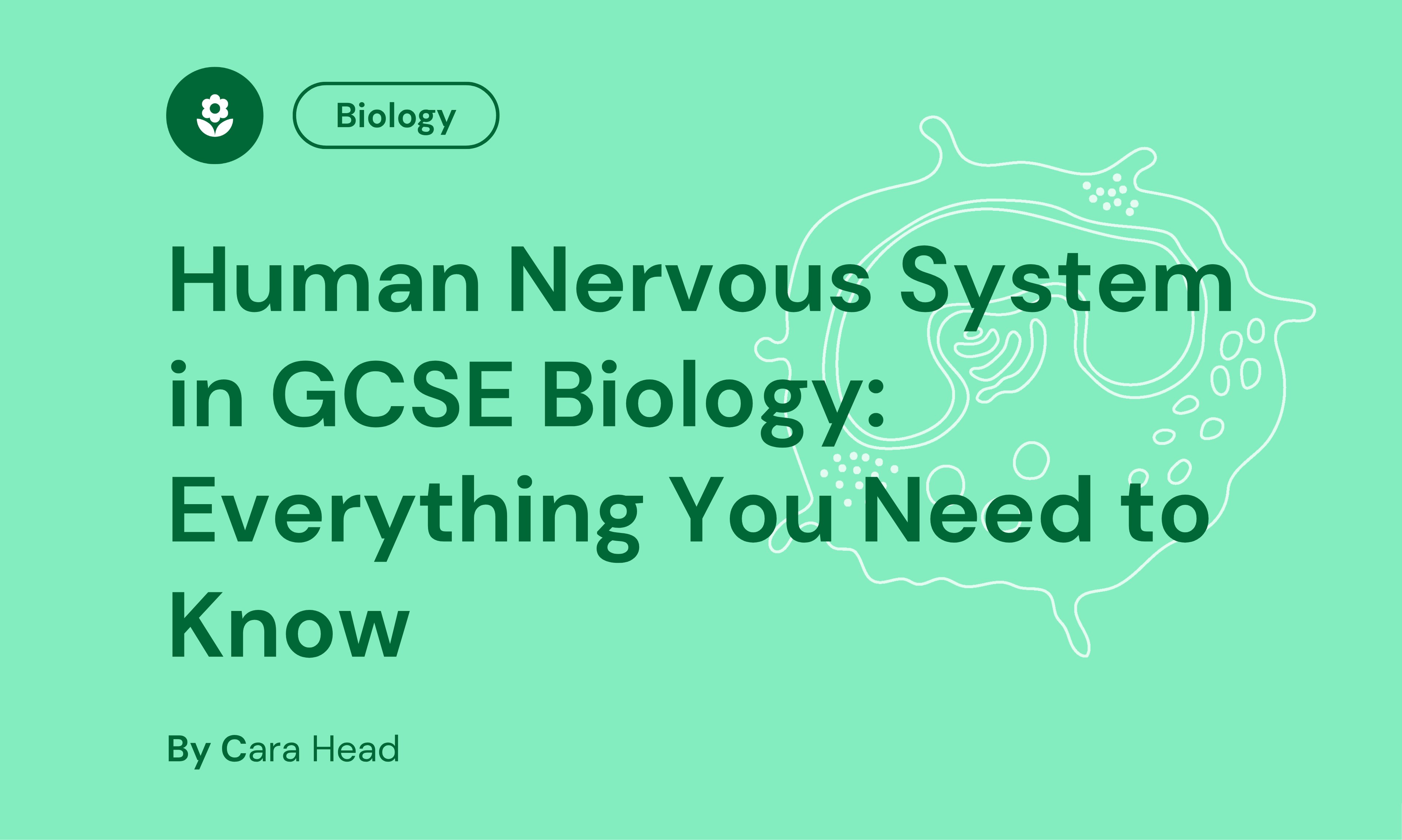 Green background with text about the human nervous system in GCSE Biology by Cara Head. Includes a floral icon and an abstract neural illustration.