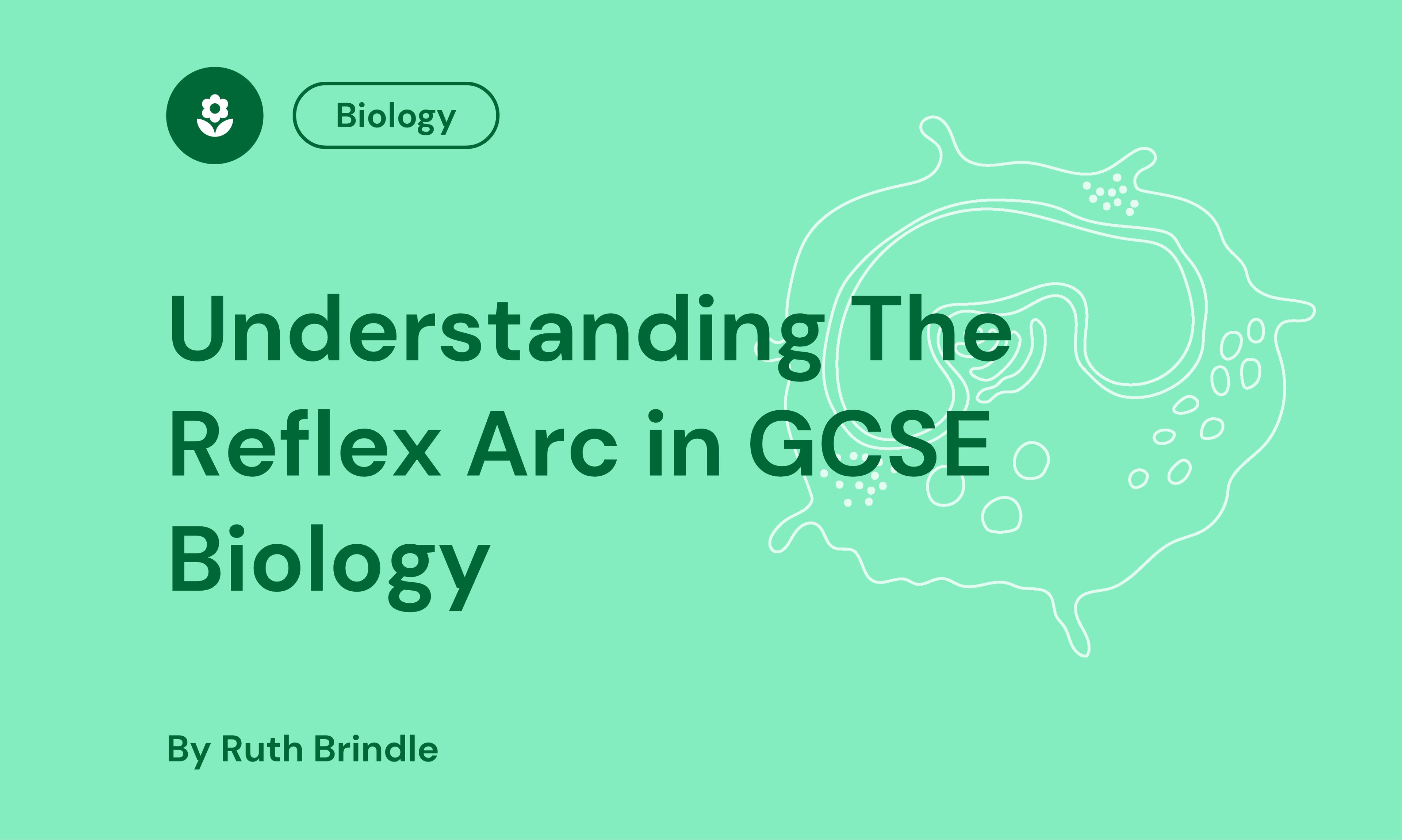 Understanding The Reflex Arc in GCSE Biology